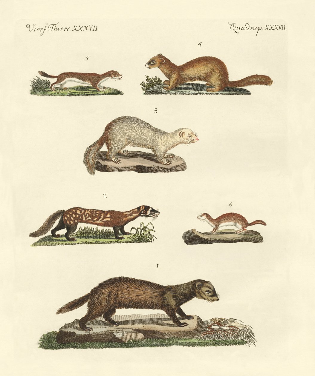 Martens and Weasel by German School