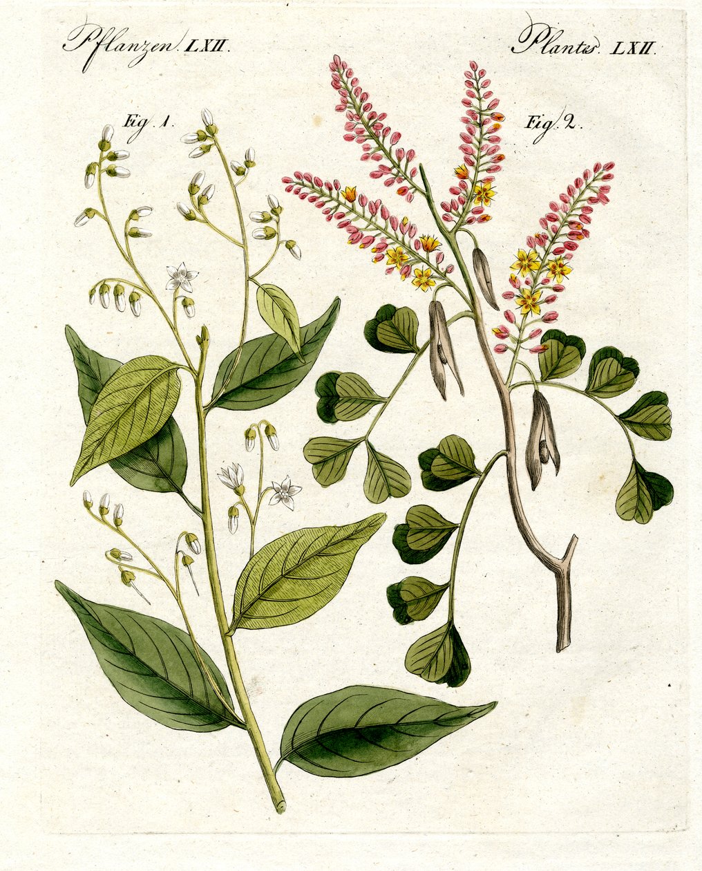 Medical Plants by German School