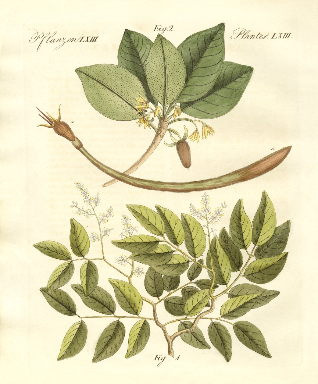 Medical Plants by German School