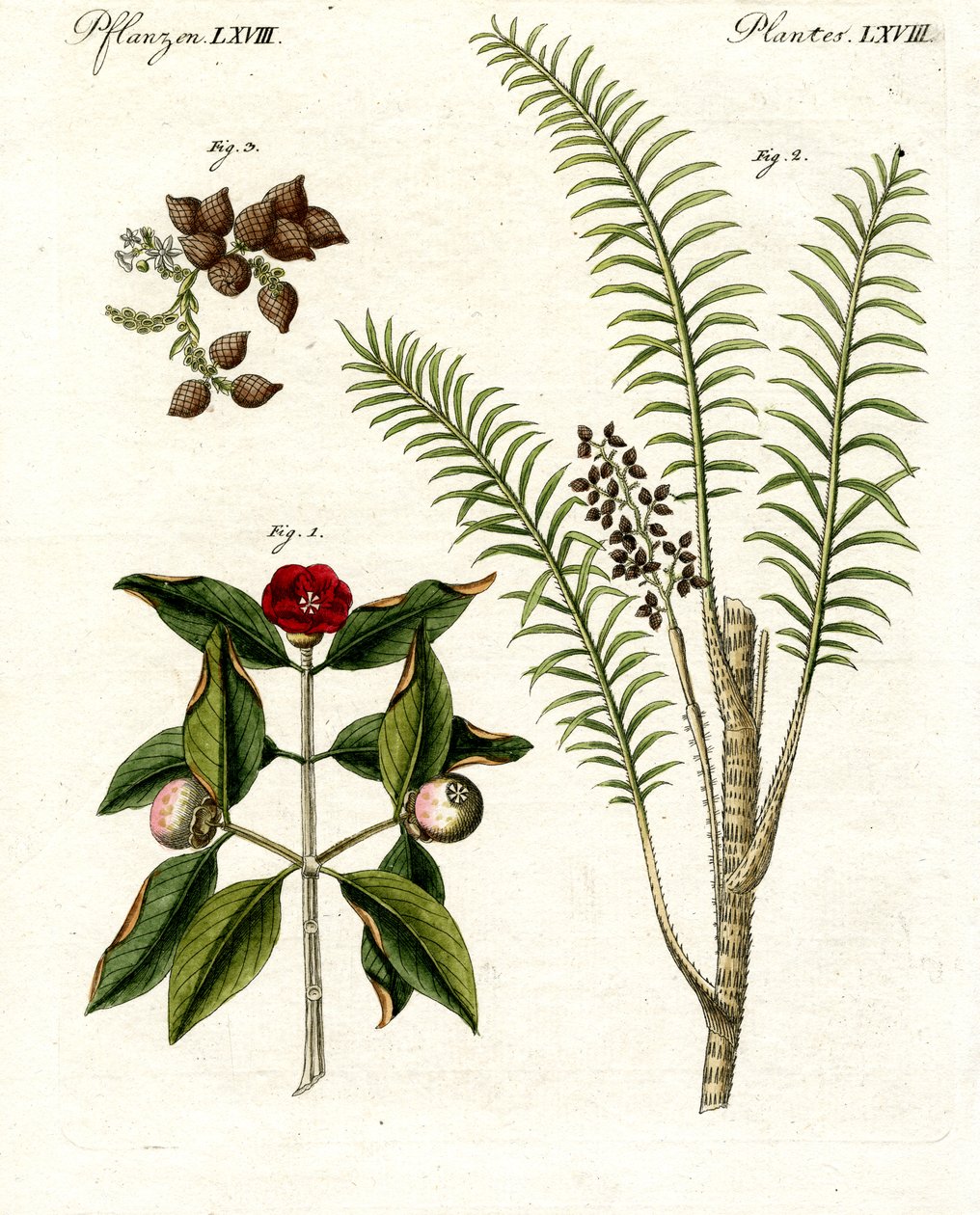 Medical Plants by German School
