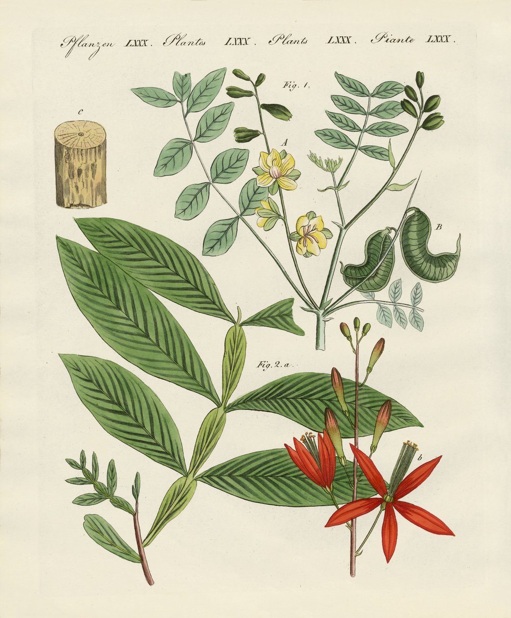 Medical Plants by German School