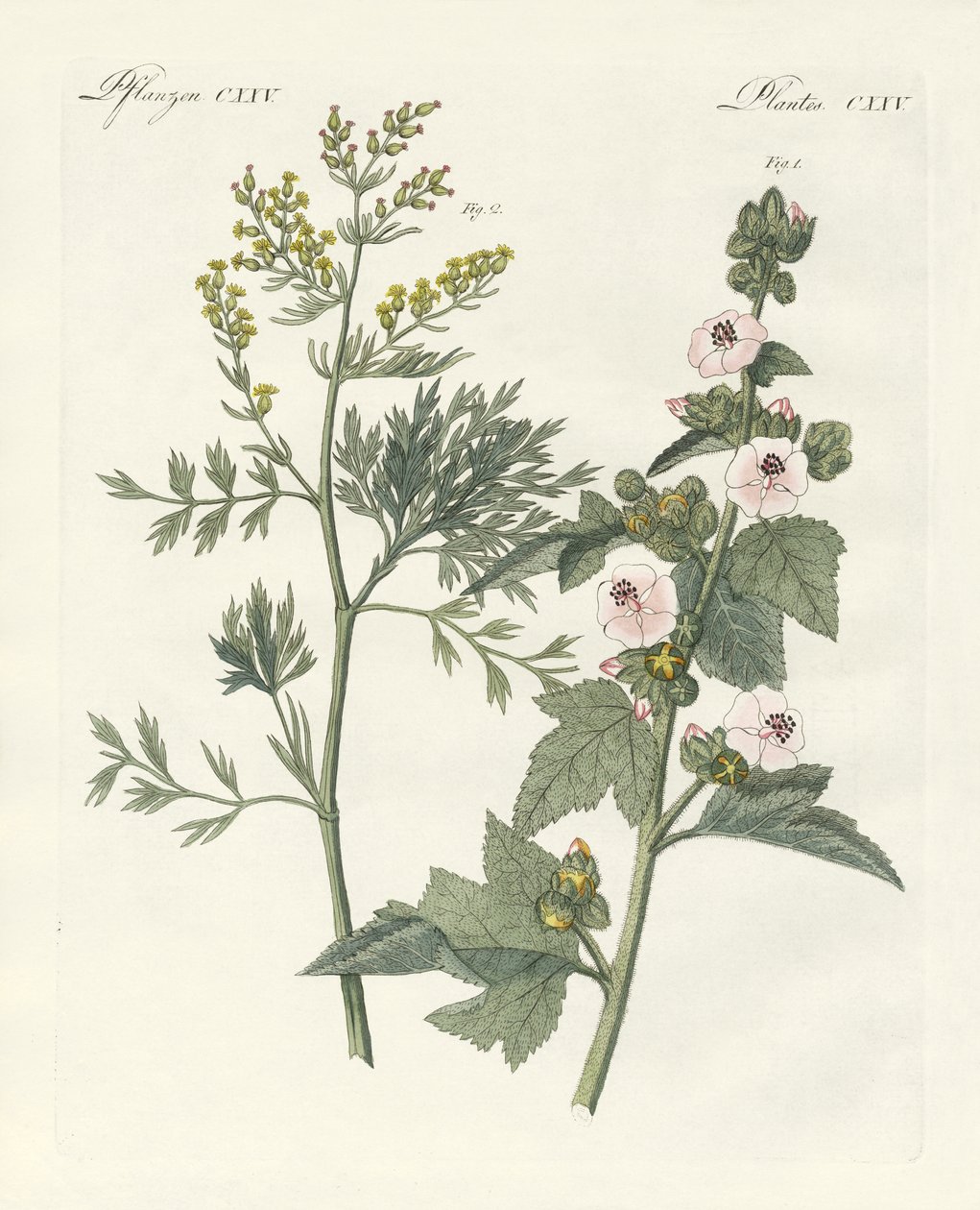 Medical Plants by German School