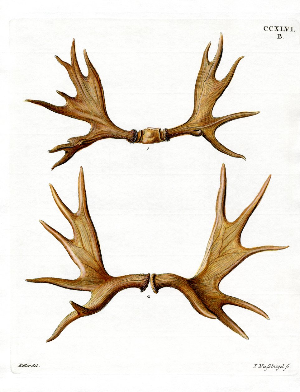Moose Antlers by German School