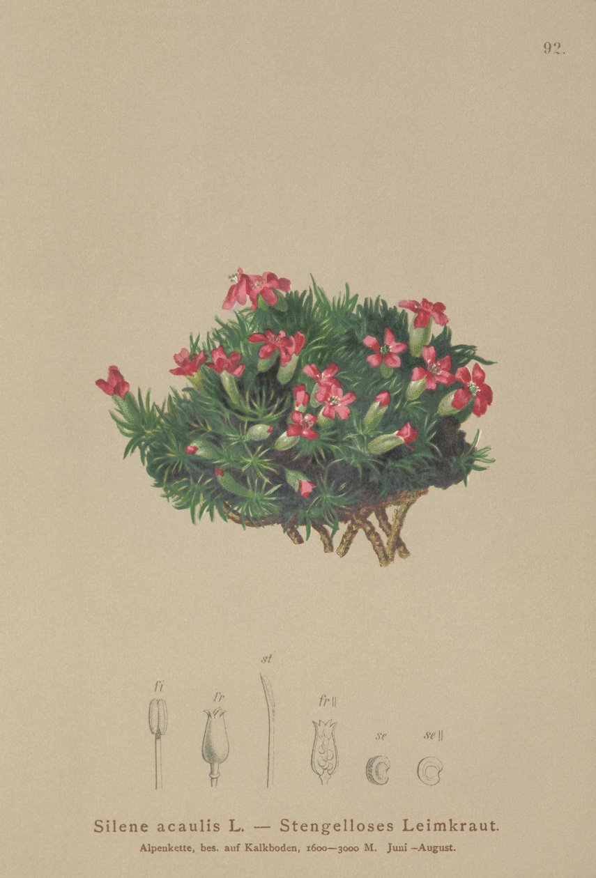 Moss Campion by German School