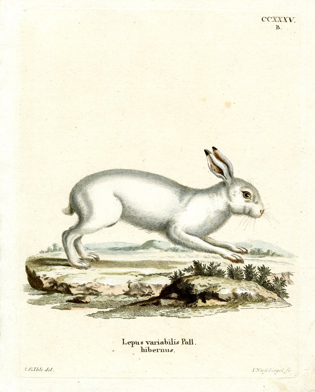 Mountain Hare by German School