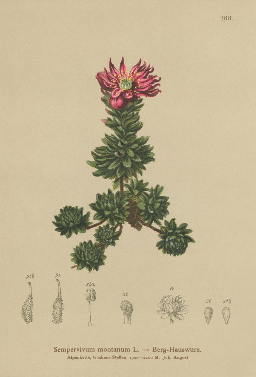 Mountain Houseleek by German School