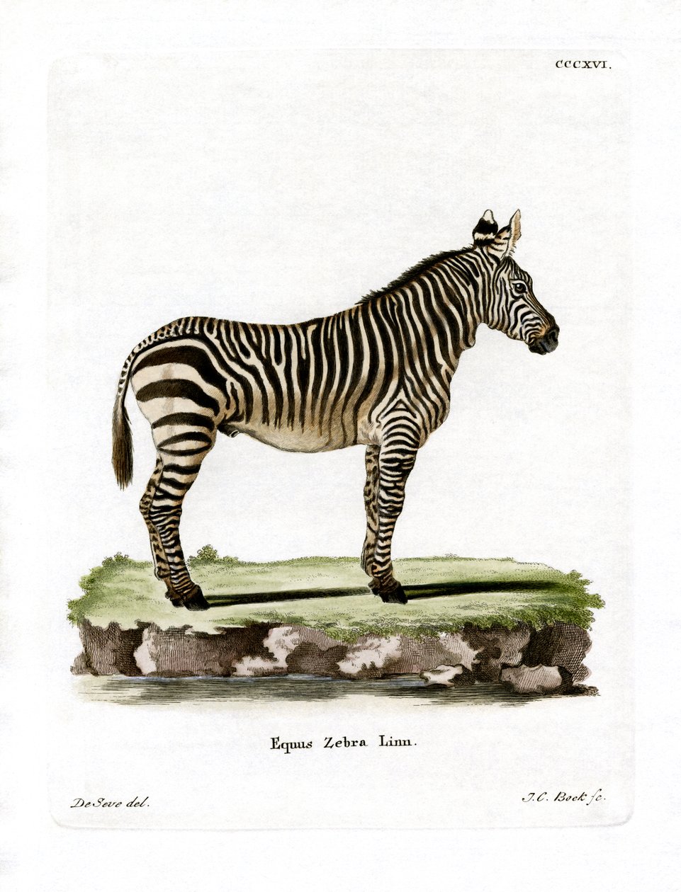 Mountain Zebra by German School