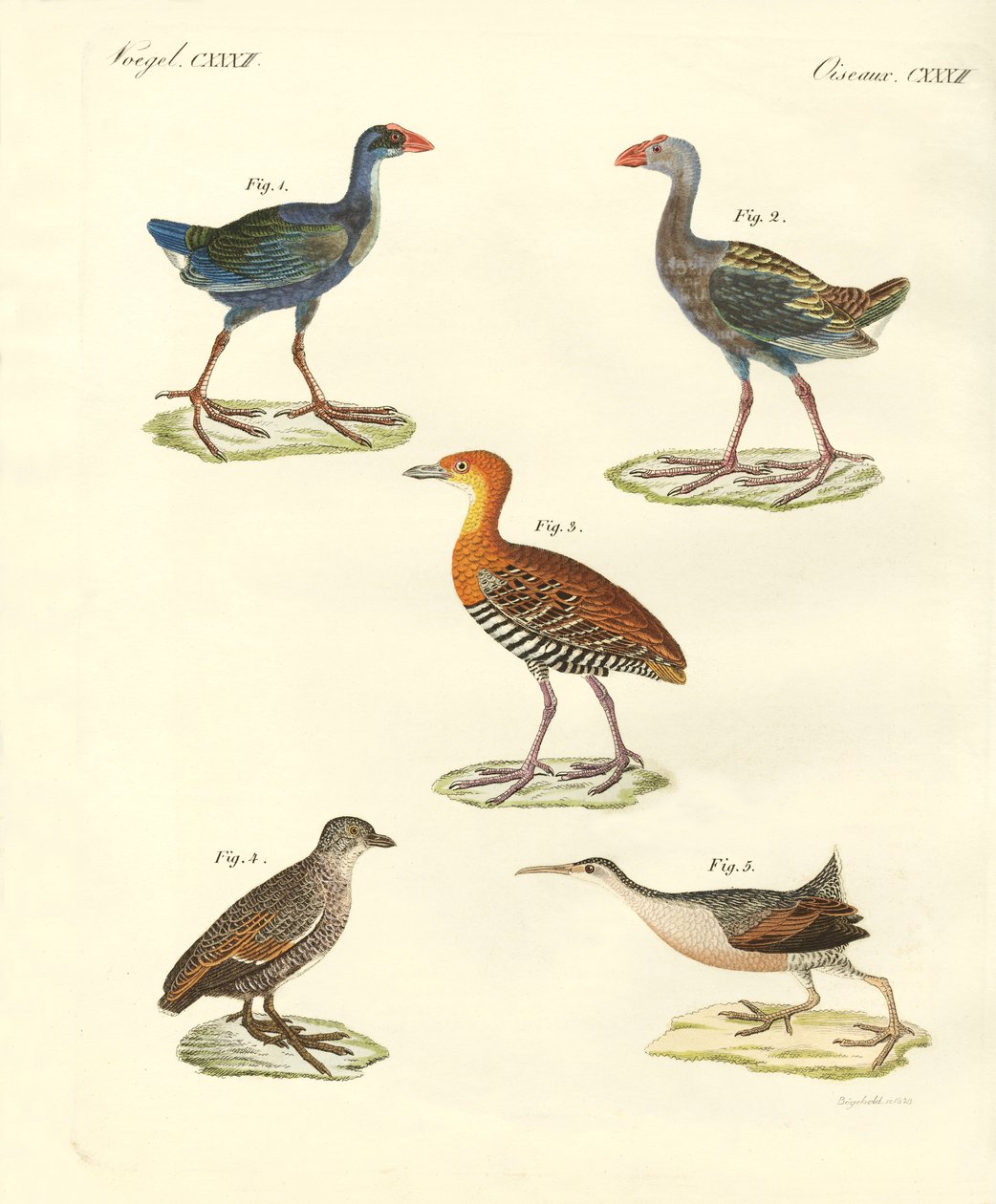 New birds by German School