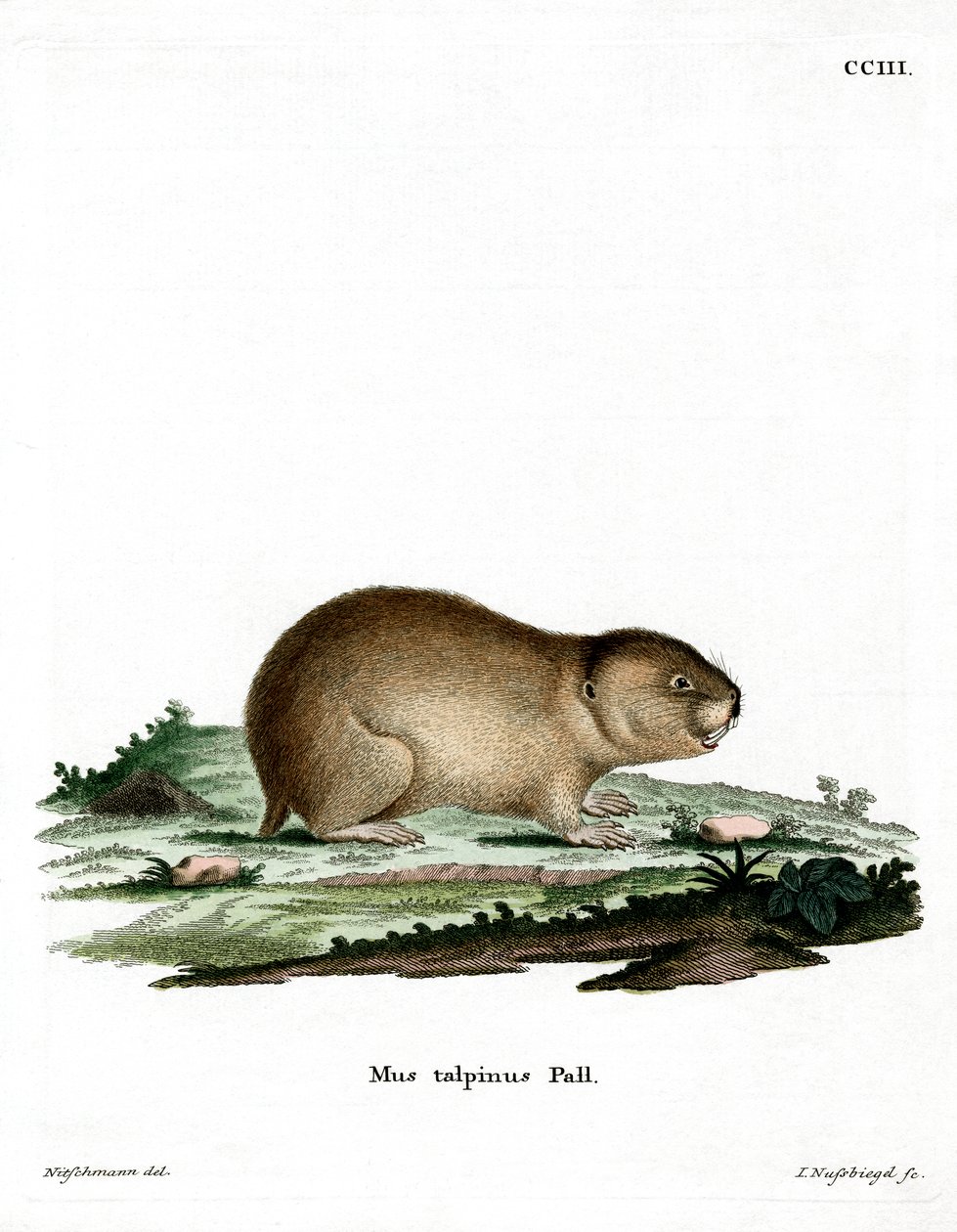 Northern Mole Vole by German School