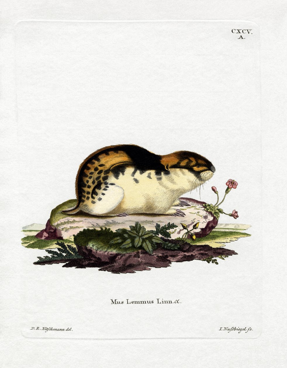 Norway Lemming by German School