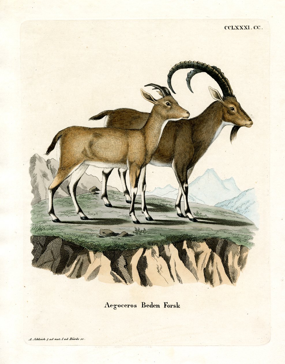 Nubian Ibex by German School