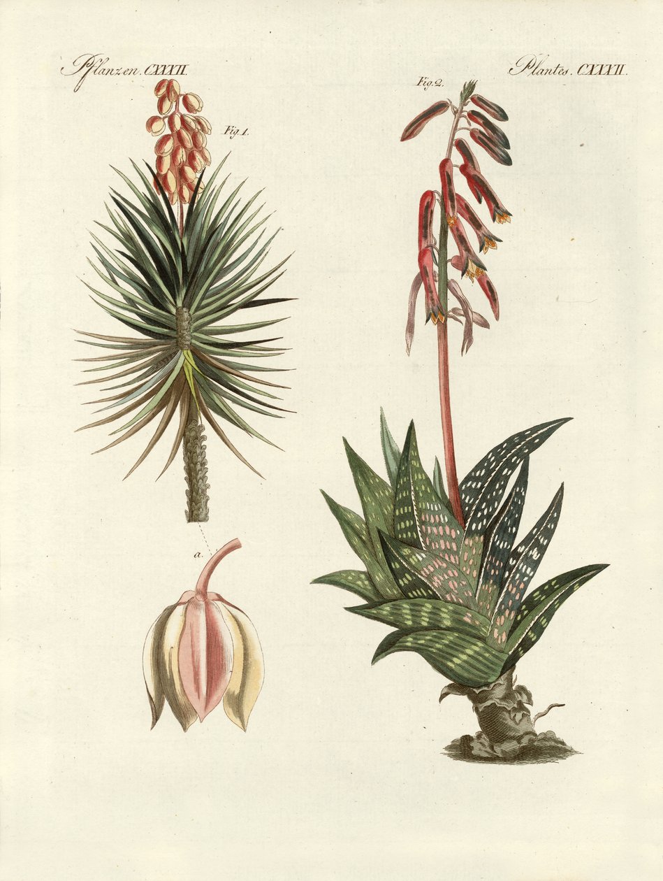 Ornamental Plant by German School