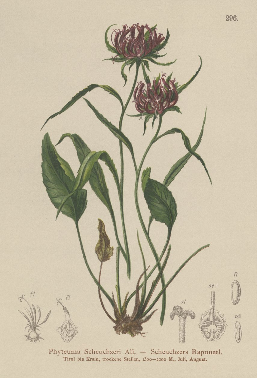 Oxford Rampion by German School