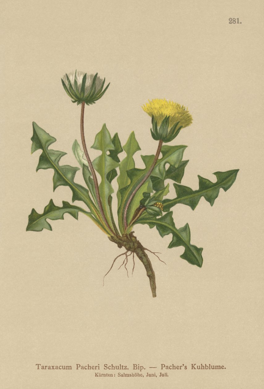Pacheris Dandelion by German School