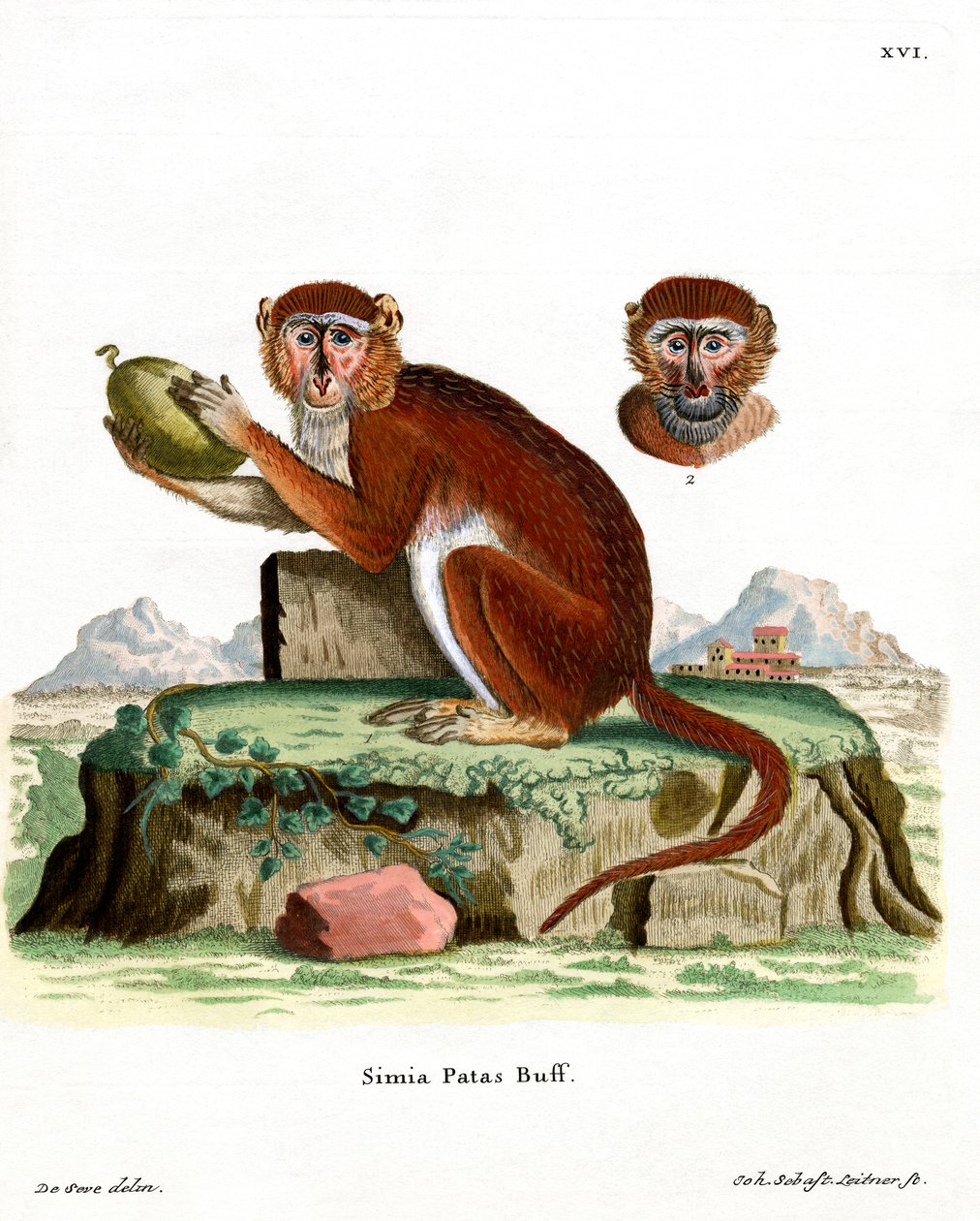 Patas Monkey by German School