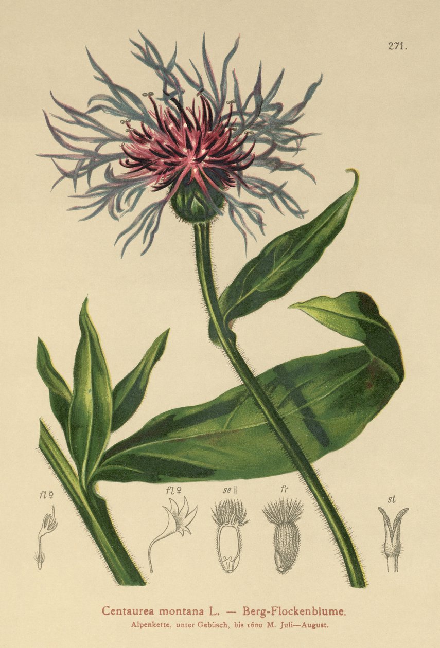 Perennial Cornflower by German School