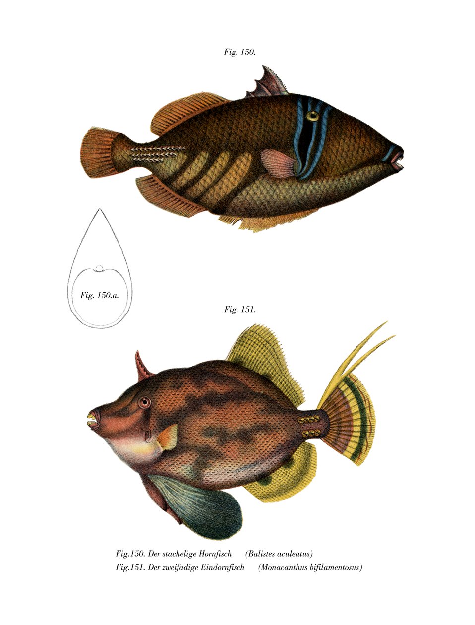 Picasso Fish by German School