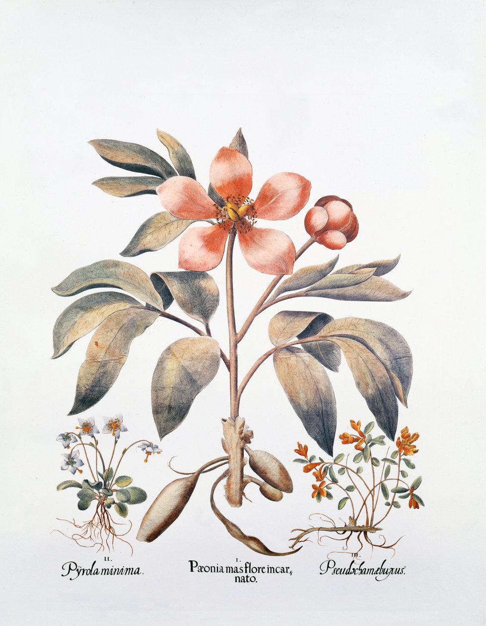 Pink Peony by German School