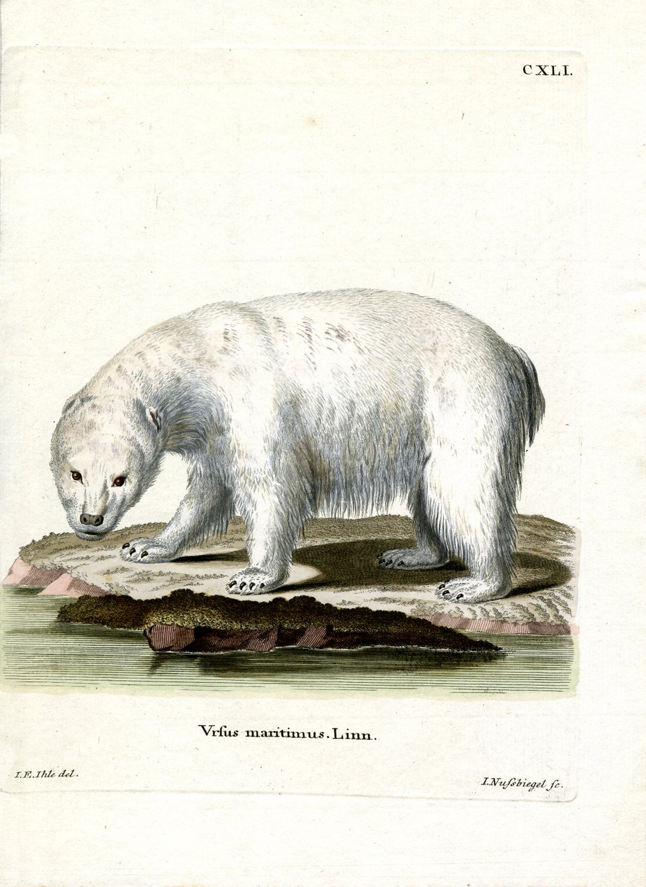 Polar Bear by German School