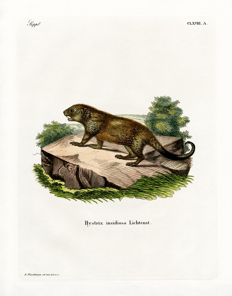 Porcupine by German School