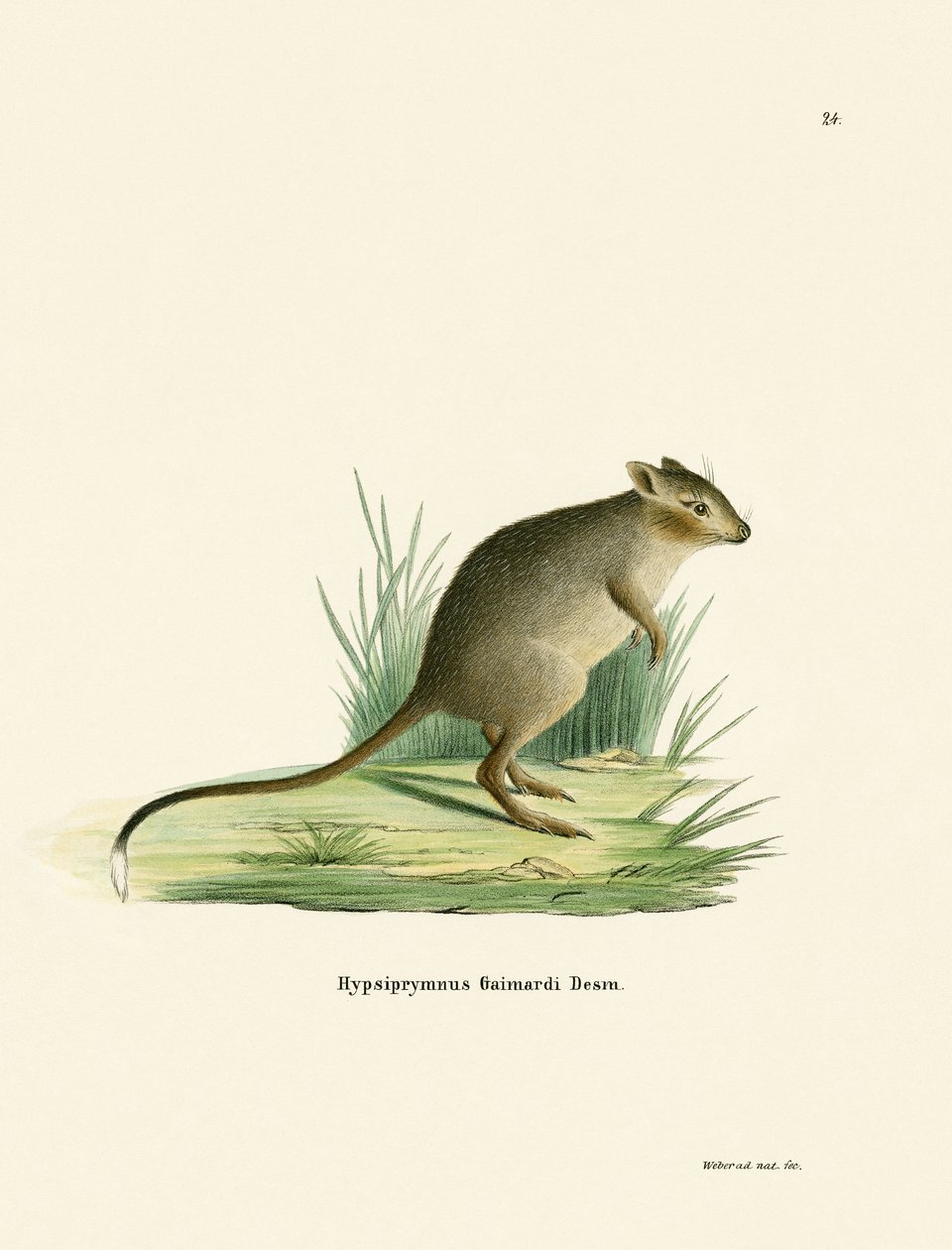Potoroo by German School