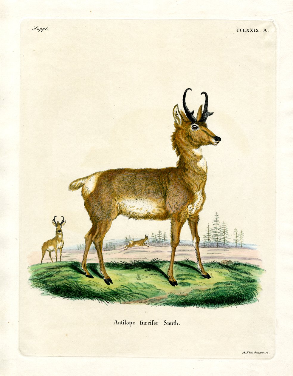 Pronghorn Antelope by German School