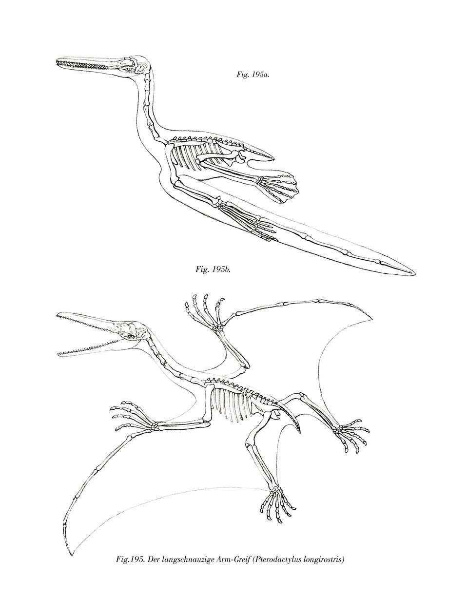 Pterodactyl by German School