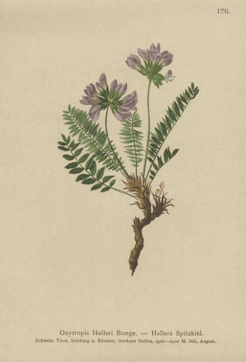 Purple Oxytropis by German School
