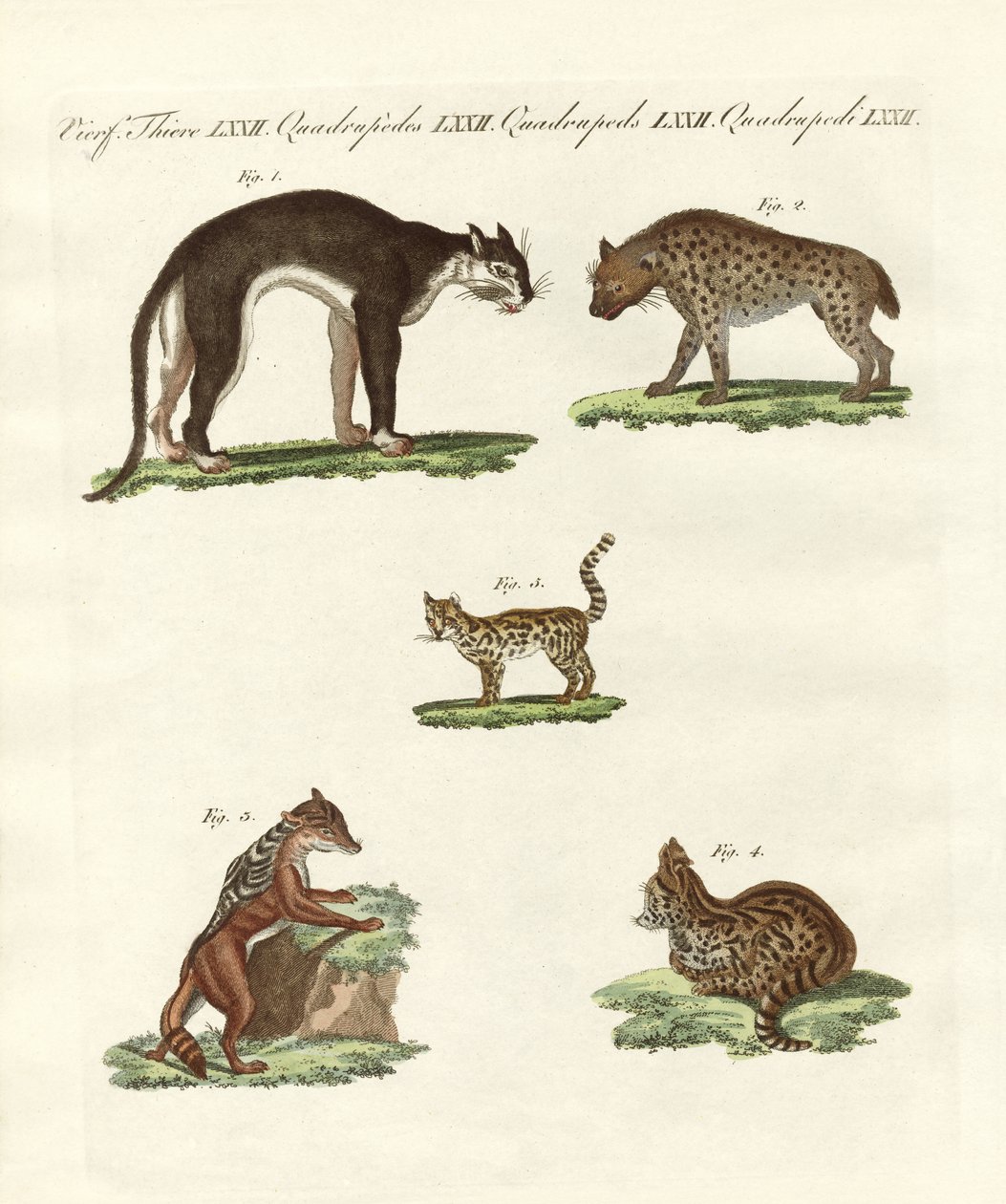 Rapacious Animals by German School