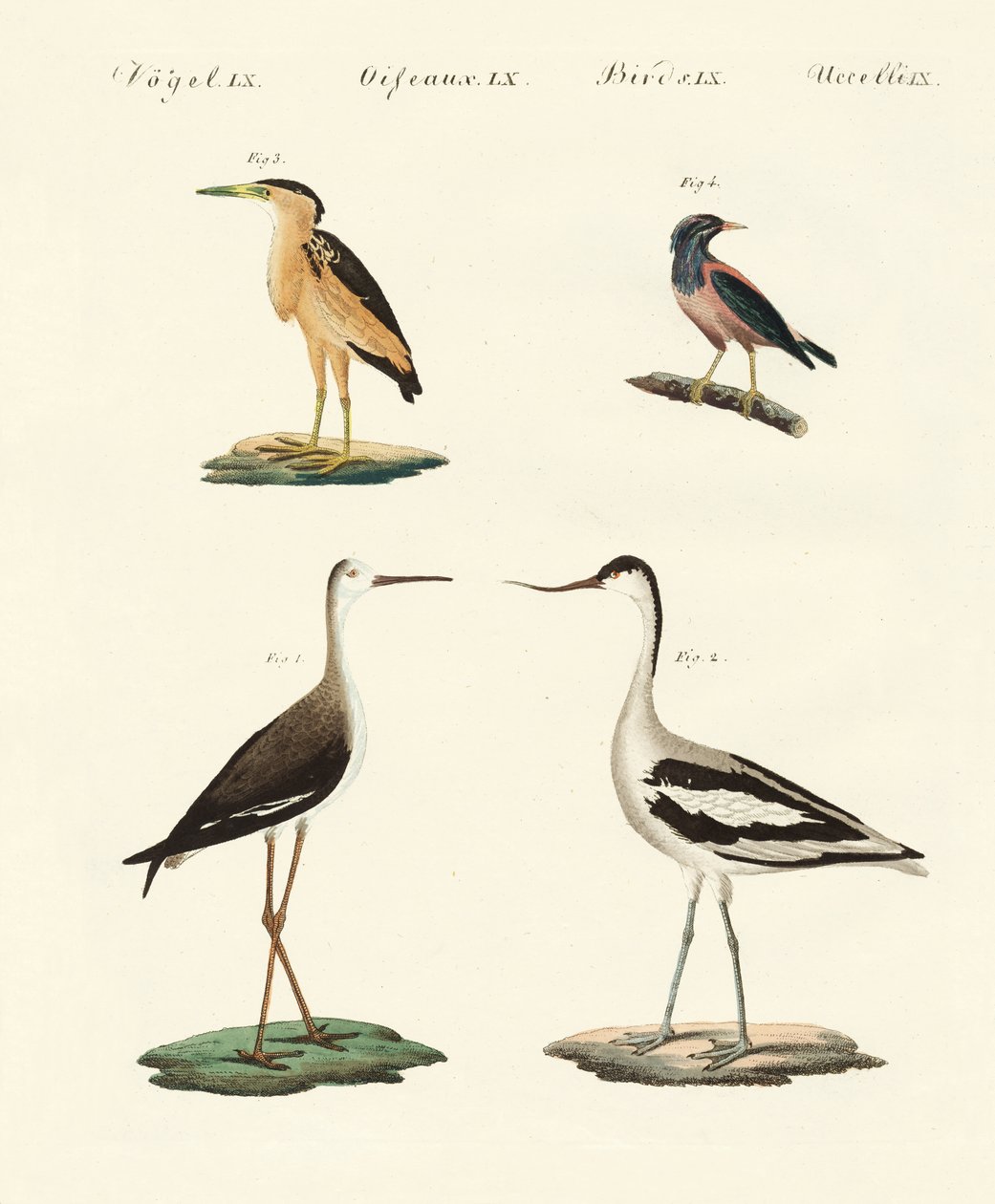 Rare German Birds by German School