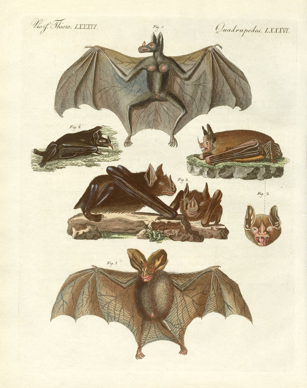 Rare bats by German School