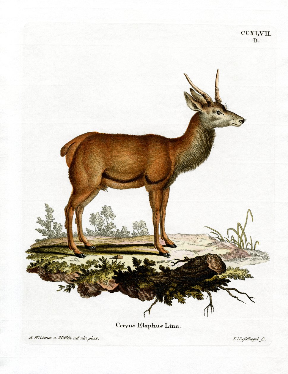 Red Deer by German School