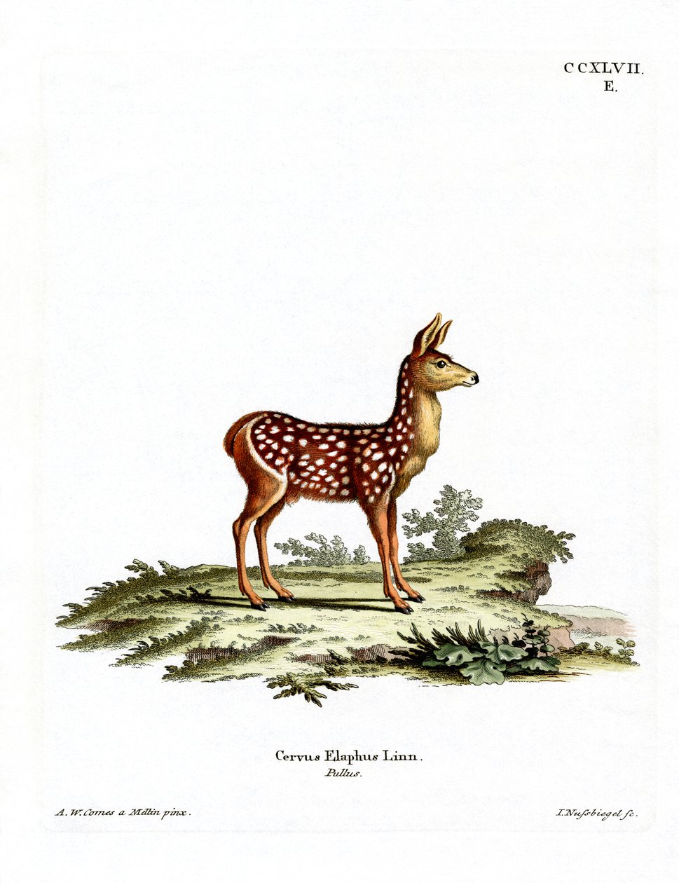 Red Deer Fawn by German School