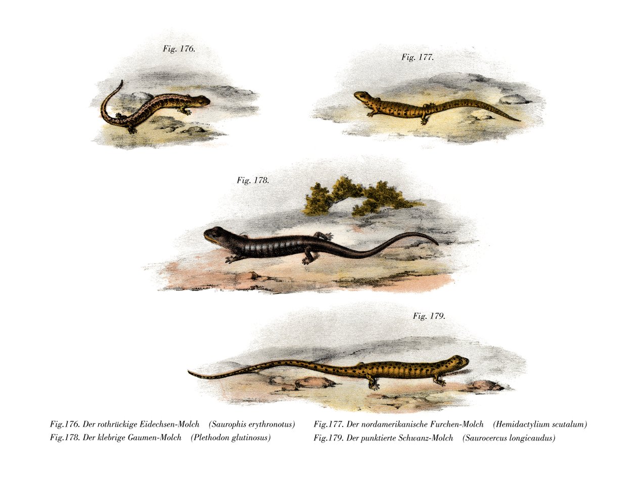 Redback Salamander by German School