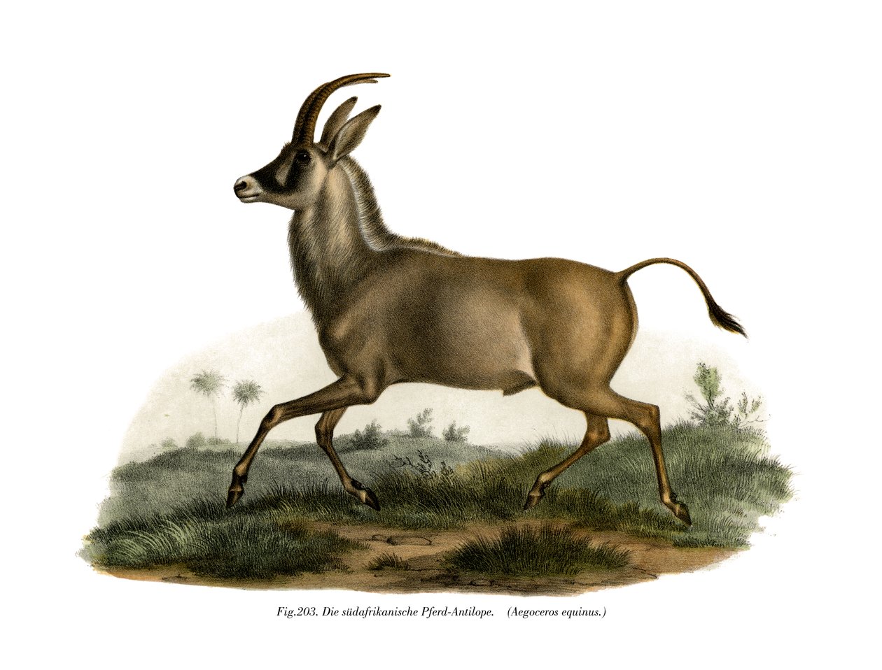 Roan Antelope by German School