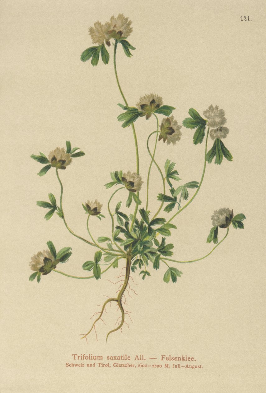Rock Clover by German School
