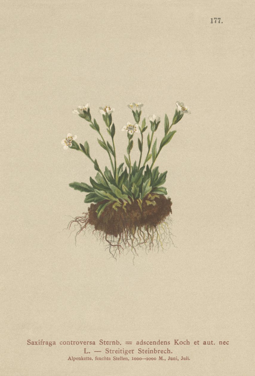 Rock Saxifrage by German School
