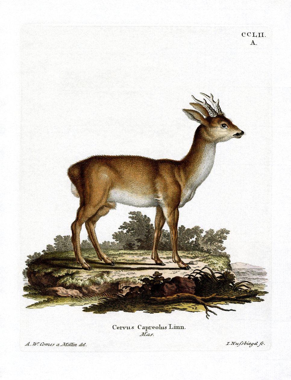 Roe Deer by German School