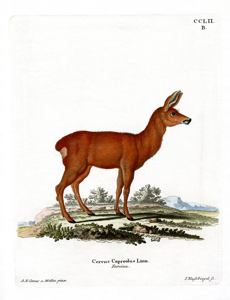 Roe Deer by German School