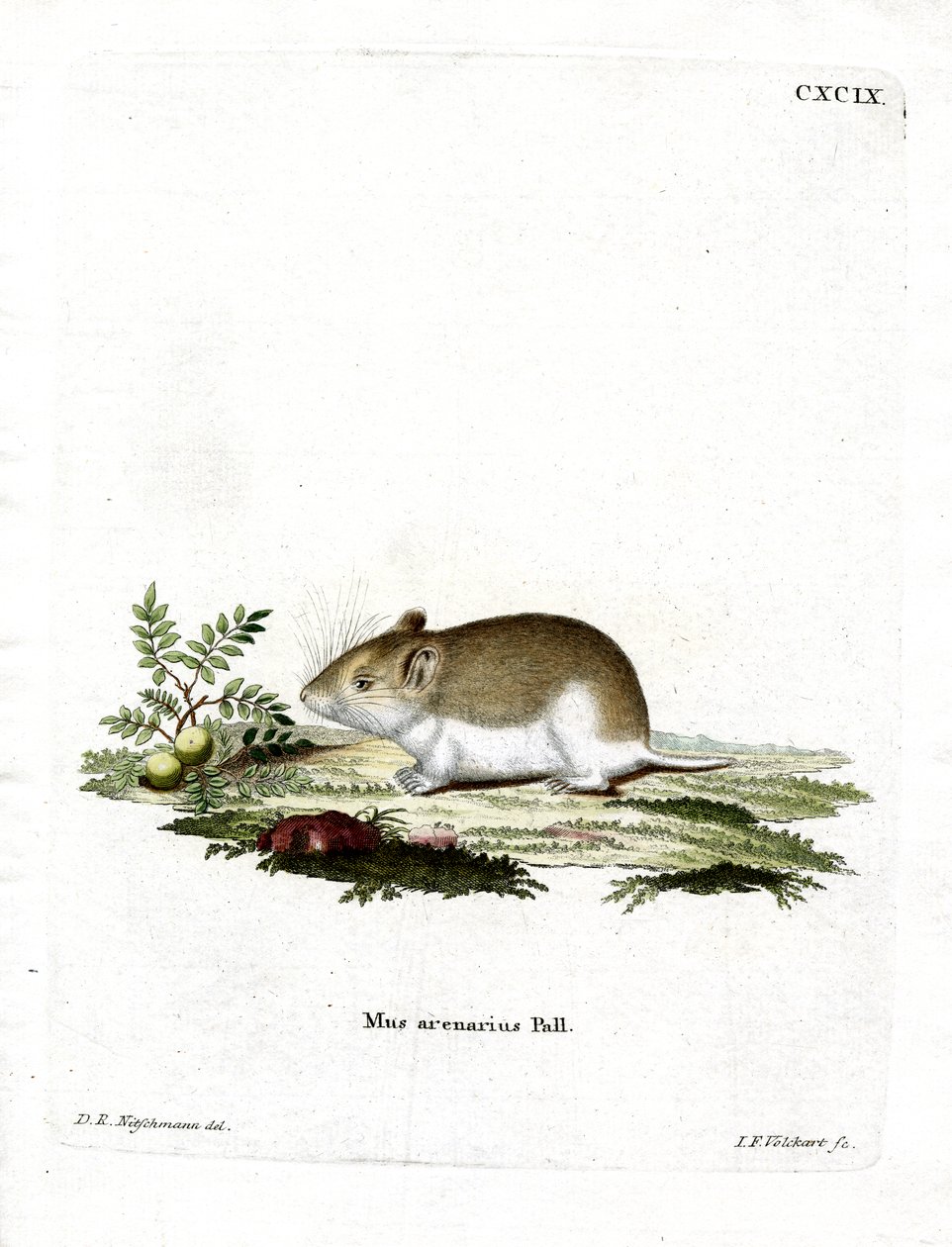 Sandy Mole Rat by German School