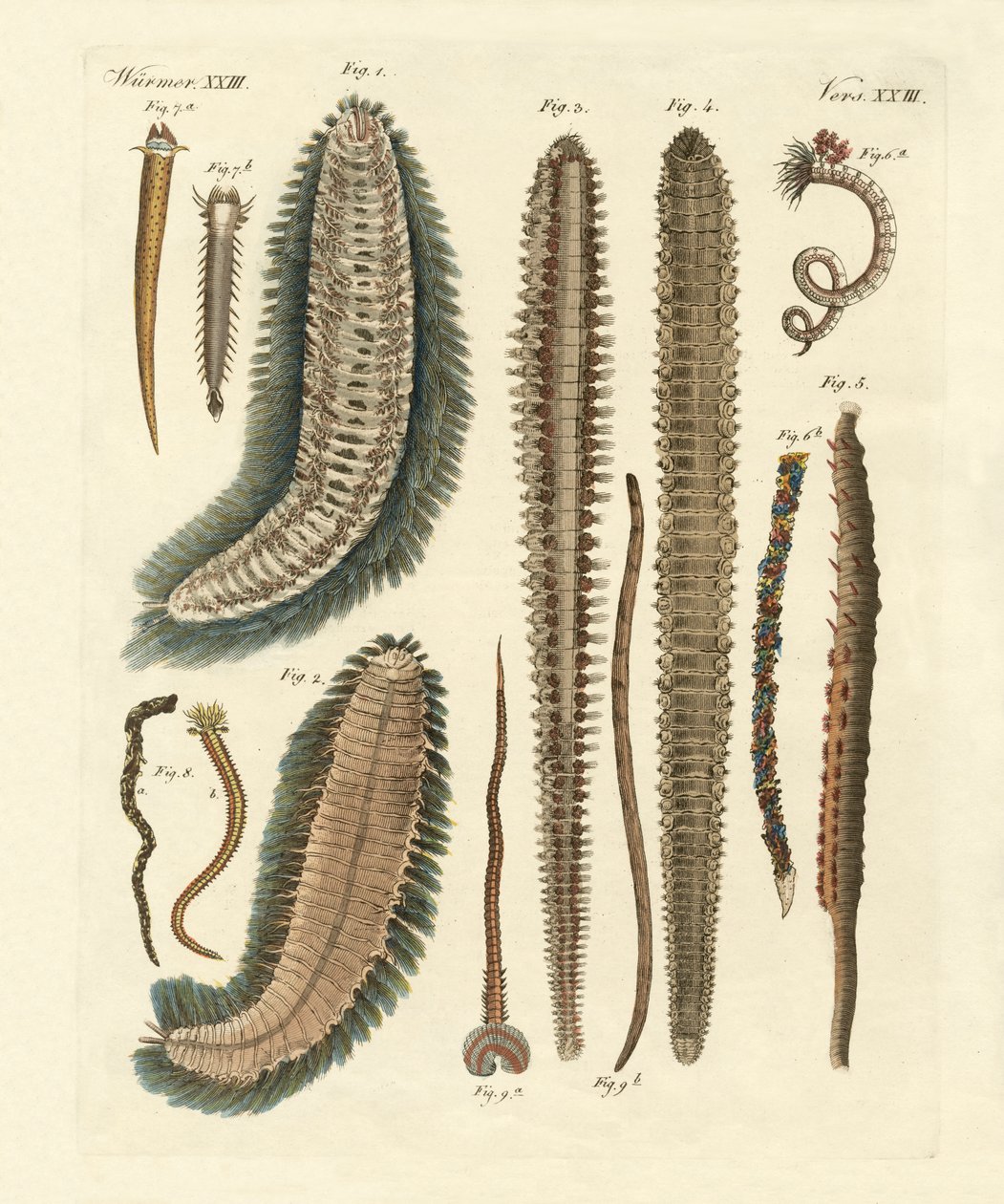 Seaworms by German School