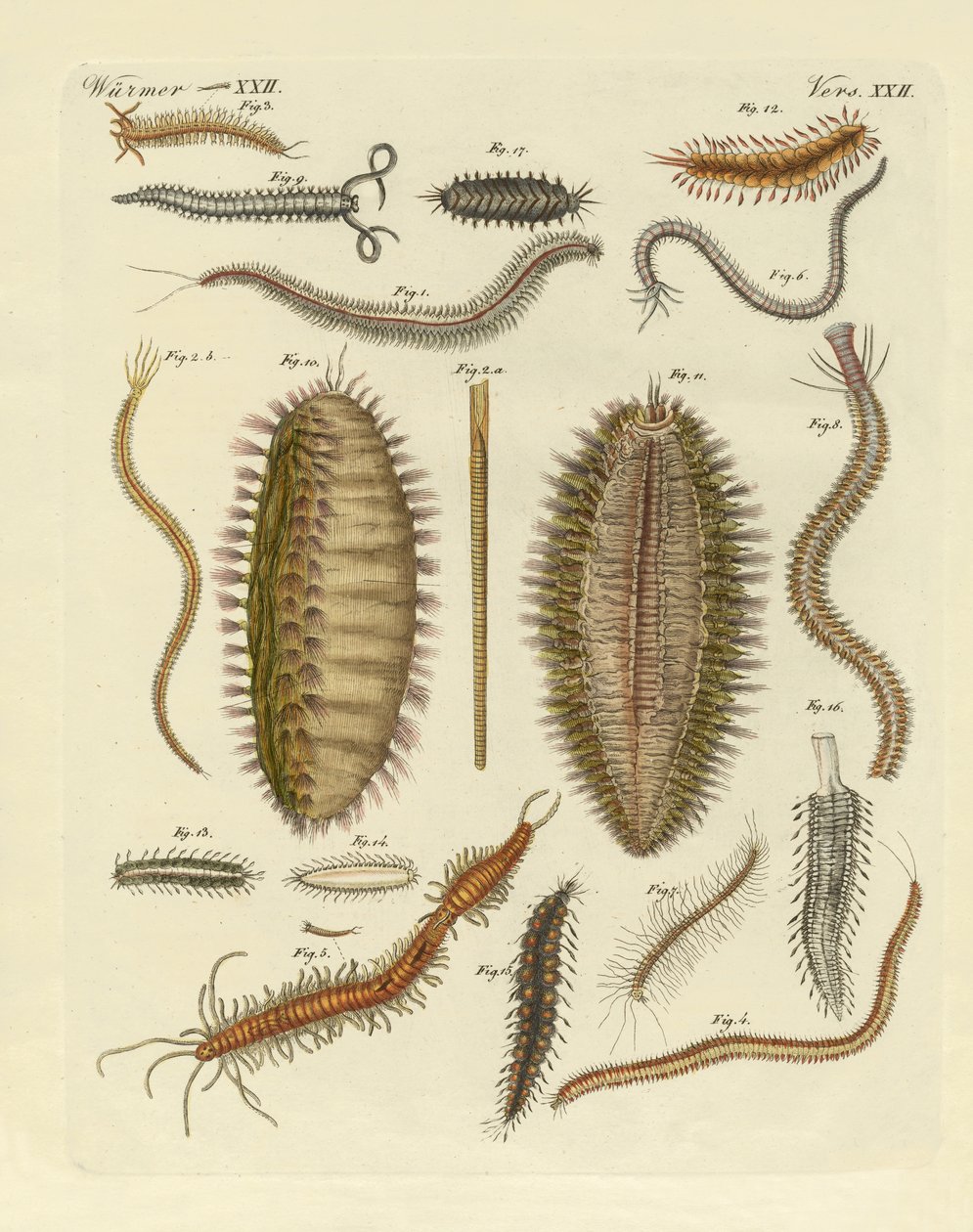 Seaworms by German School