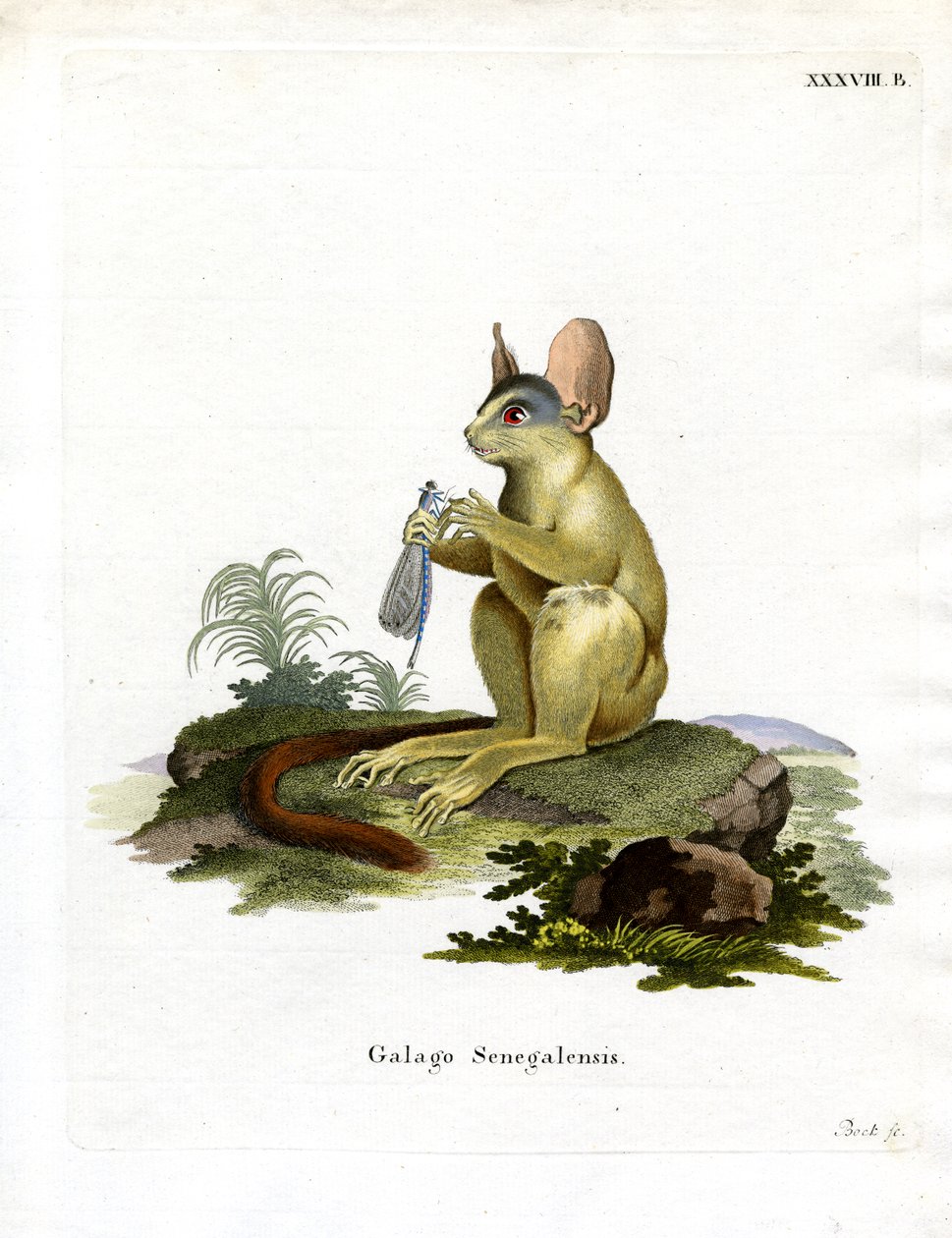 Senegal Bushbaby by German School