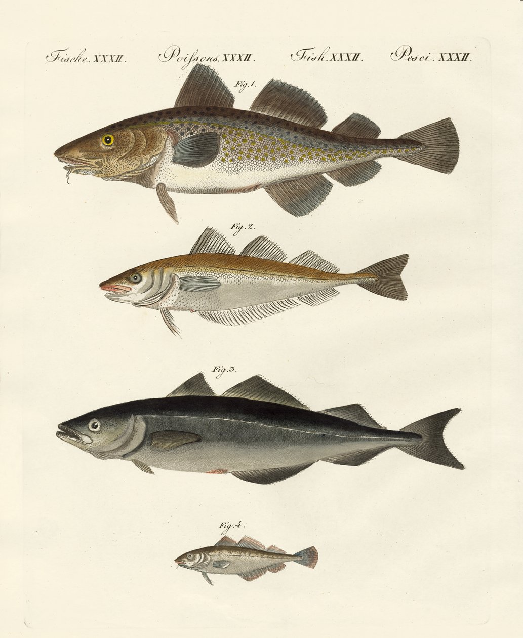Shellfish by German School