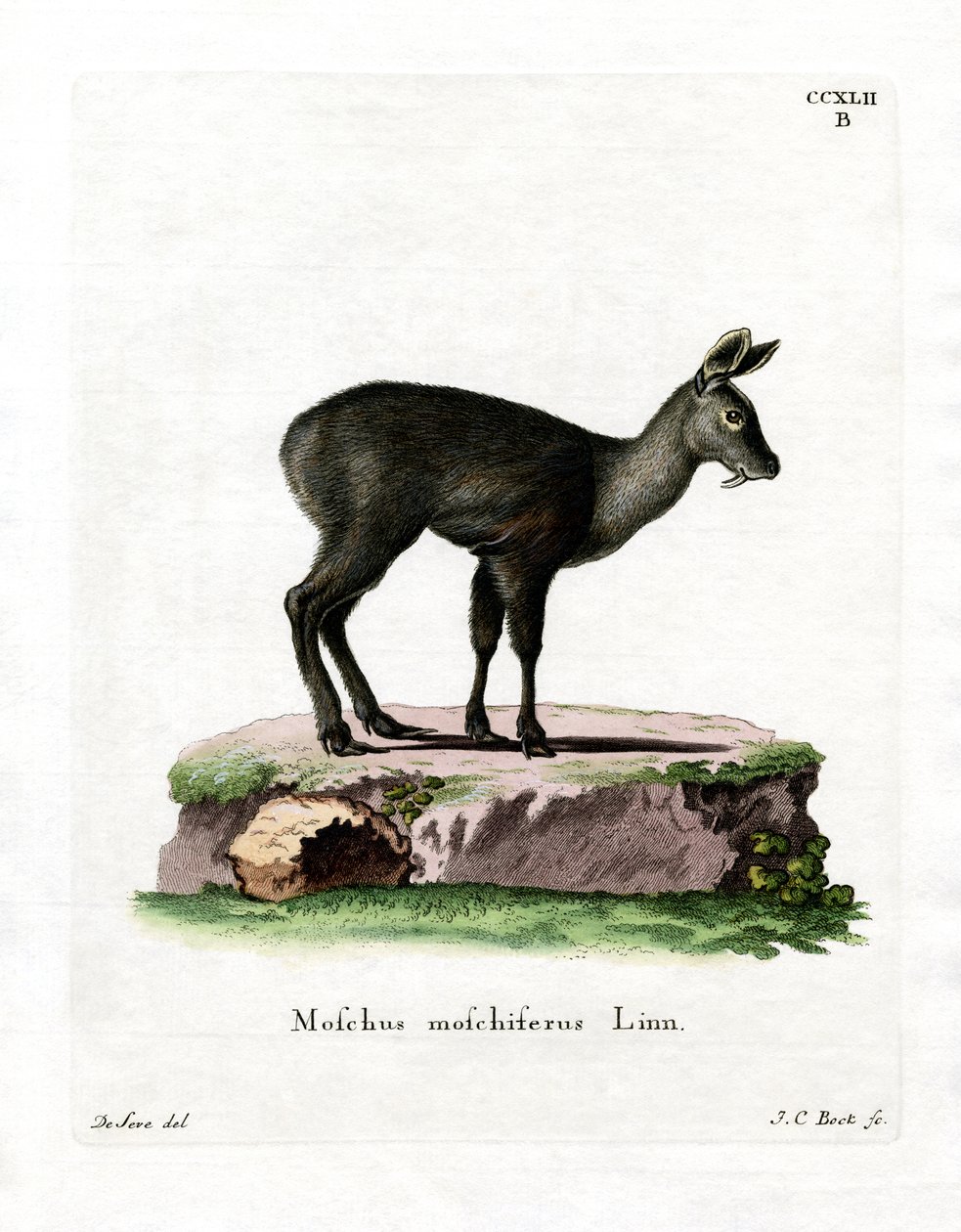 Siberian Musk Deer by German School