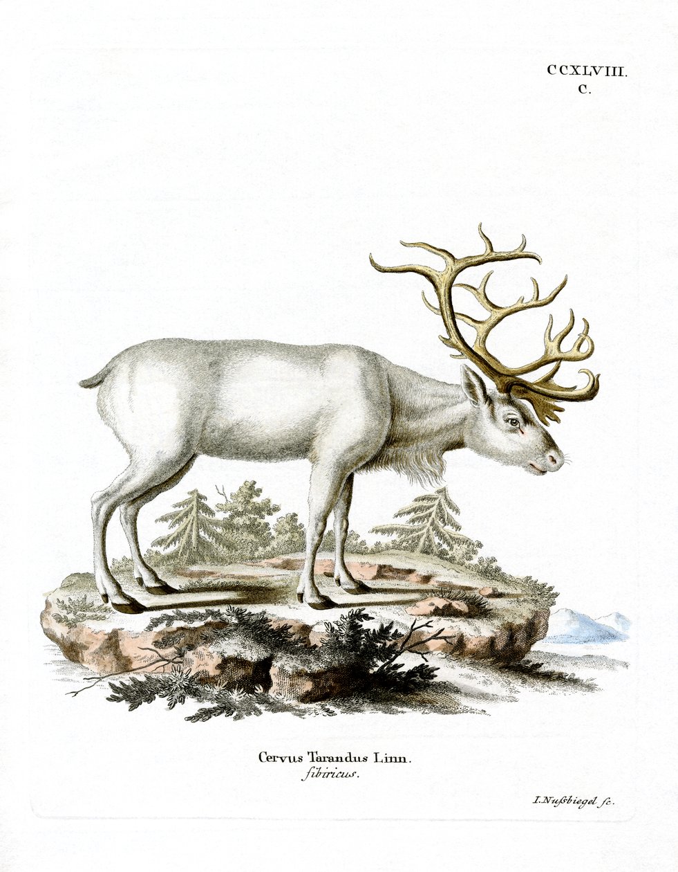 Siberian Reindeer by German School