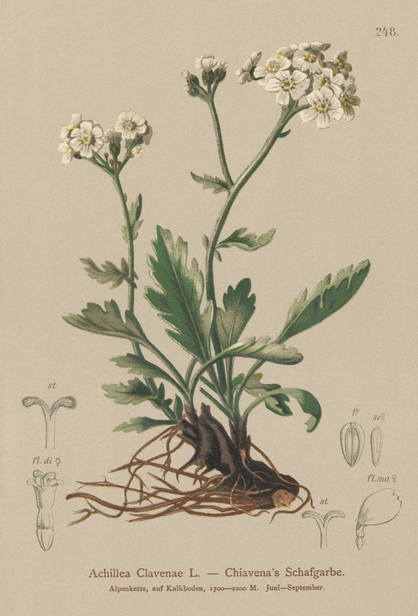 Silvery Yarrow by German School