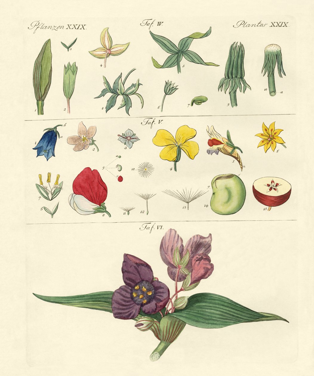 Single Flower Parts by German School