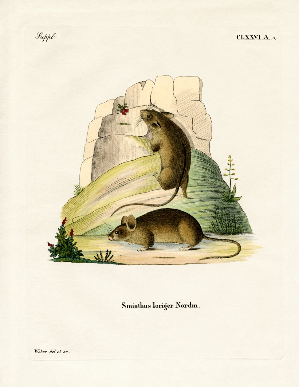Southern Birch Mouse by German School