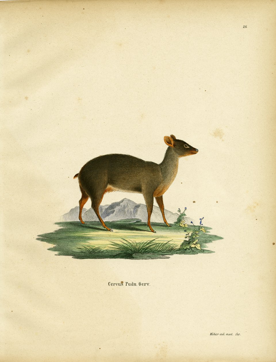 Southern Pudu by German School